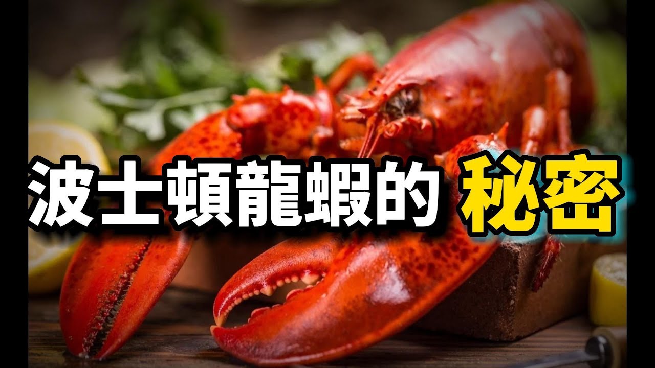波士頓龍蝦的秘密：它交配後兩年才生娃，卻越撈越多，它基因突變，離奇死亡，竟被懷疑與蚊子有關？