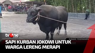 Jokowi Salurkan Bantuan Sapi Qurban, Hasilnya akan Dibagikan ke 250 KK | Kabar Petang Pilihan tvOne