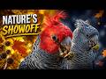 Is this Australia's coolest looking bird?