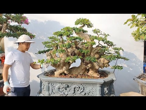 Video Báo giá Duối-Túc-Hoa giấy tới ae chơi cây cảnh bonsai... - youtube