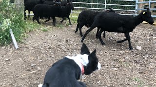 Treating my sheep/ herding with storm/sheepdog misbehaving