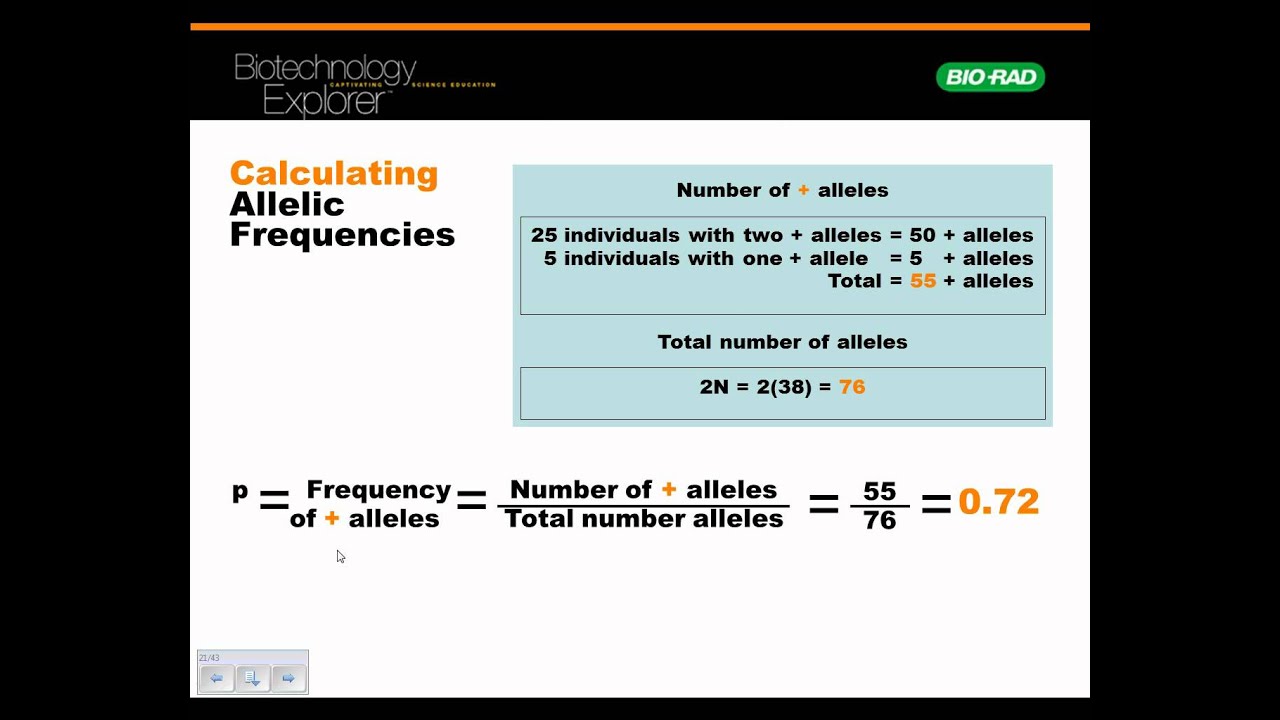 pv92-calculating-out-allele-frequencies-wmv-youtube