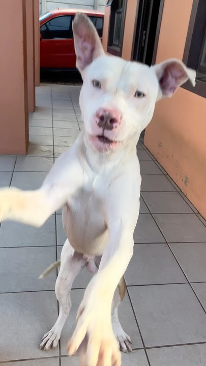 Why Do Dogs Age So Fast? - YouTube