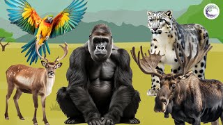 Love The Life Of Cute Animals Around Us: Deer, Parrot, Elk, Snow Leopard. Gorillas by Love Life 269 views 2 weeks ago 30 minutes