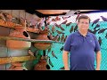 Fawn Java Birds Breeding Setup: Achieve 99.9% Breeding Success