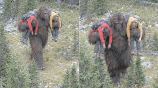 RCMP Drone Captures SASQUATCH Carrying Two Missing Hikers Out of Banff National Park screenshot 2