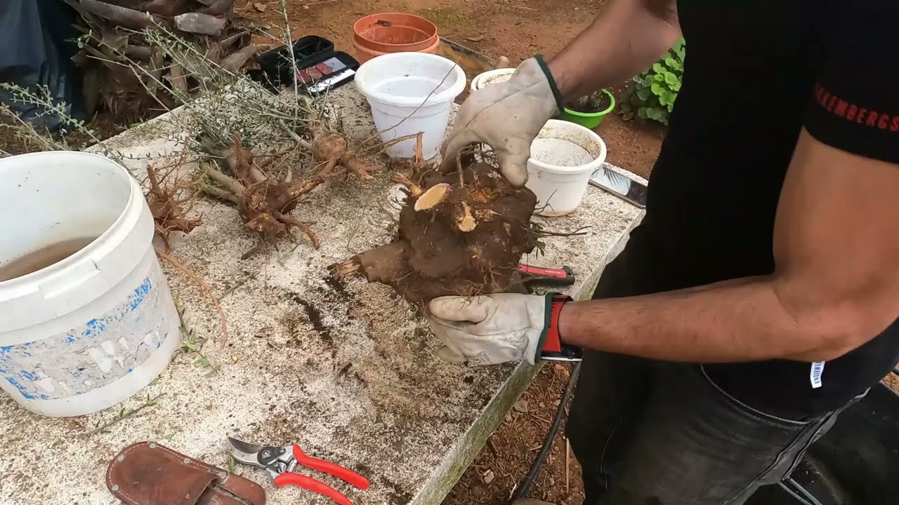 COMO HACER UN OLIVO BONSAI 2 #plantas #bonsai #beautiful #decoration #beautiful #formation