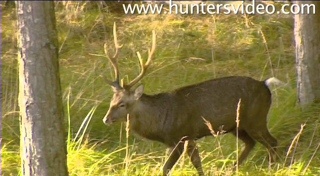 Rifle Hunting in Denmark Hunters Video YouTube