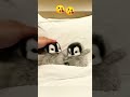 #viral #video #cute se pengben please 🙏😊😊😊😊