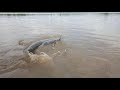Huge fish in Hindupur tank