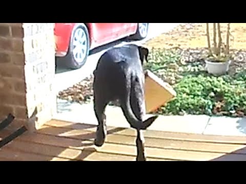 Dog Steals Pizza on Porch And Runs Away With It