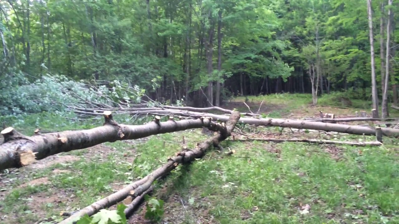 Felling a Large Tree - YouTube