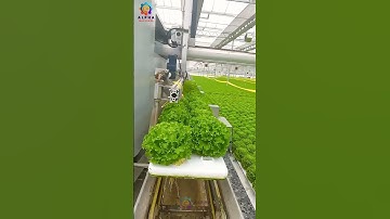 MIND-BLOWING Hydroponic Lettuce Harvesting Secrets Revealed