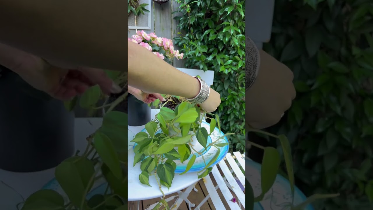 Philodendron ‘Brasil’ Hanging plant 