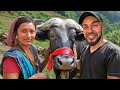 I gifted 800 buffalo to nepals kindest familyemotional