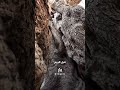 مع العم أبو صالح رح نعرف شو قصة شجرة المهراس 🌳🌳