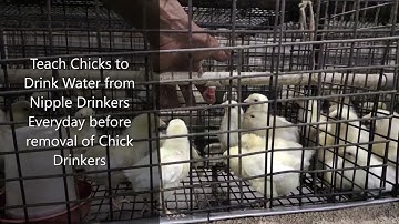 Day 7 - Body Weight Measurement | Layer Farm Management | Flock from Day 1 to Day 600