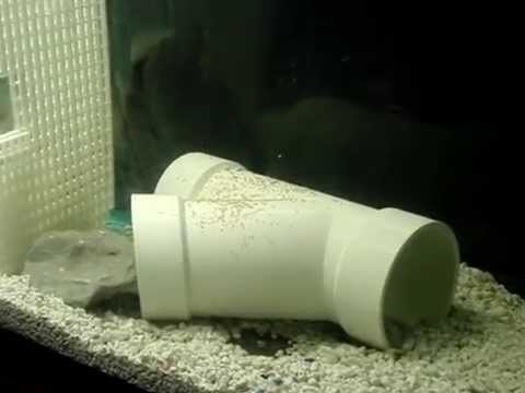 Real Hard Cichlids Female Umbee with fry and eggs
