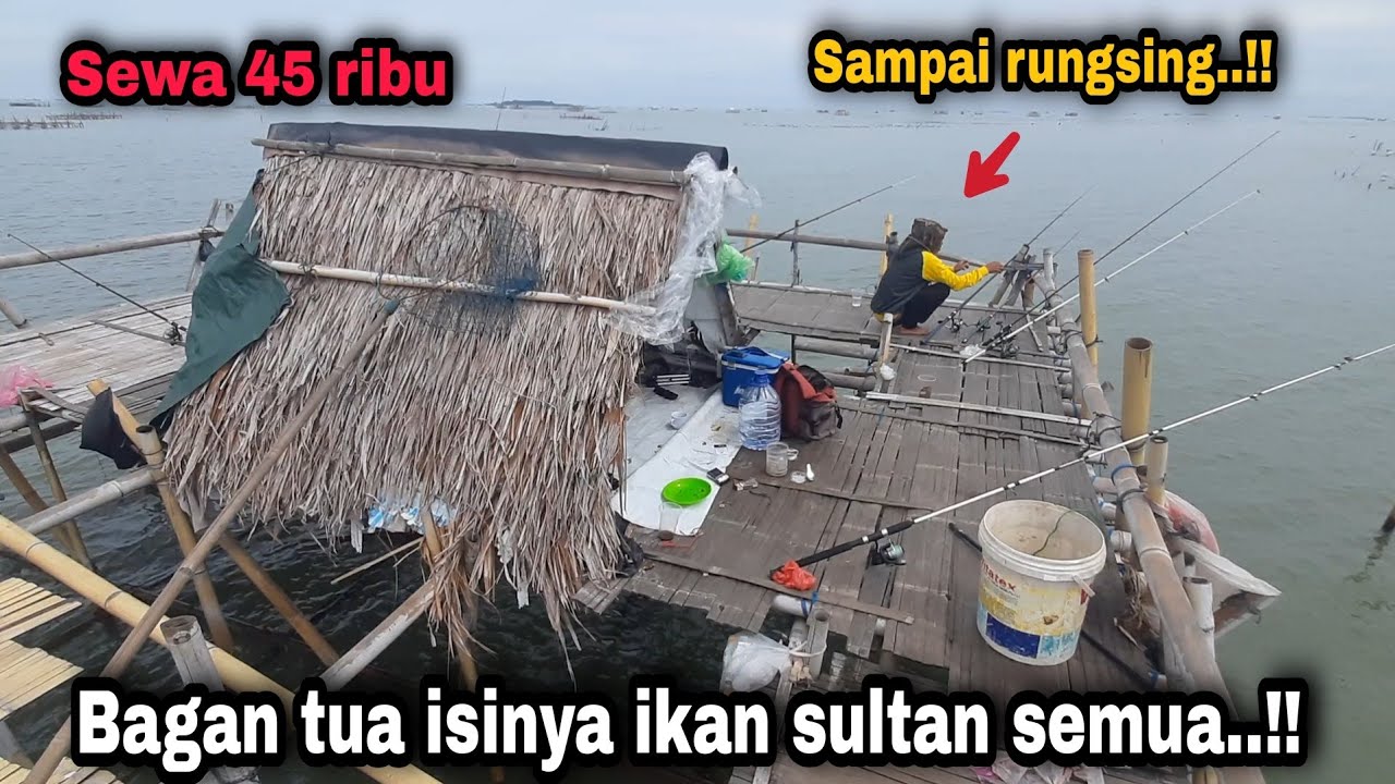 Рыб-призраков очень много.