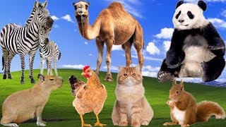Farm Animal Sounds - Capybara, Chicken, Panda, Camel, Zebra, Cat, Squirrel - Cute Animals sounds