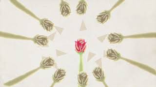 K A M A I T A C H I - O Cravo E A Rosa