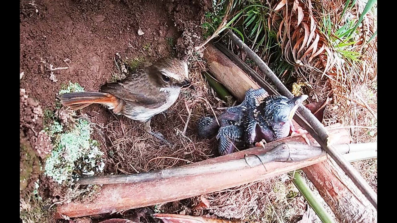 Day5.Two cuckoos Pushing，Cuckoo vs cuckoo，Which cuckoo will win?