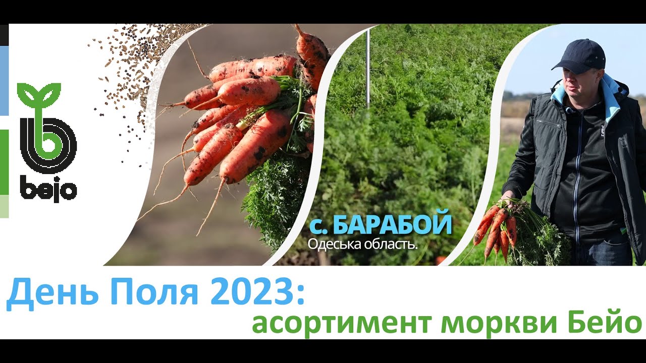 День поля по Моркві - гібриди Кентон, Курасао, Кесена, Каспі, Балдіо