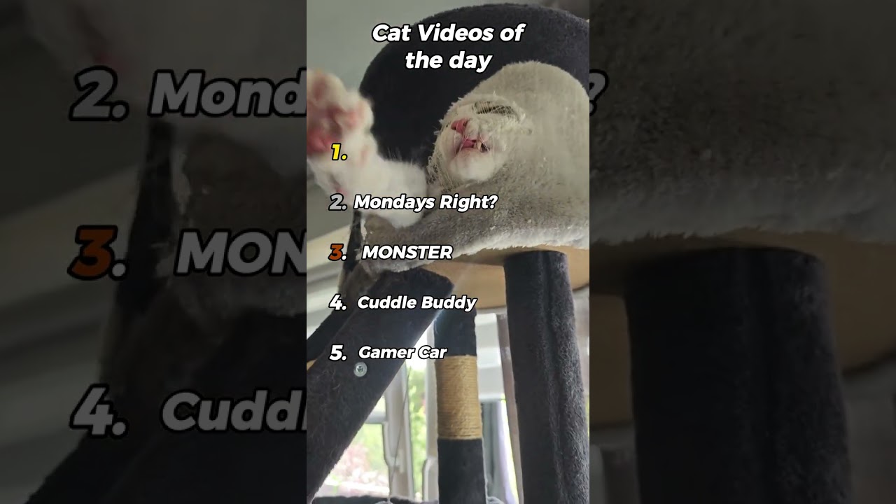 Cats. Just Cats