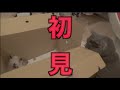 ポカリさんが初めてうちに来た日