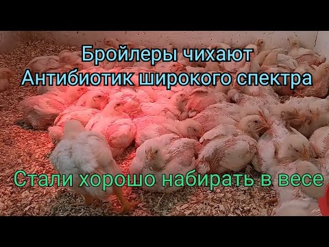 Бройлер чихает. Чем лечу птицу. Как перевести птицу с одного корма на другой.Комбикорм для бройлера.
