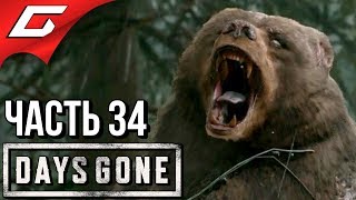 DAYS GONE (Жизнь После) ➤ Прохождение #34 ➤ ОГРОМНЫЙ ЗОМБО-МЕДВЕДЬ