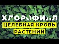 ХЛОРОФИЛЛ: ЗА ЧТО ЕГО ЛЮБЯТ?| Вопрос Доктору