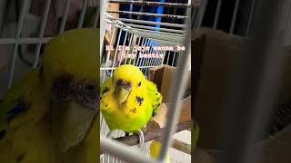 Warning ⚠️ if you scroll u may never see me again I’m jojo #budgies #birds #pets #cute #birdlovers