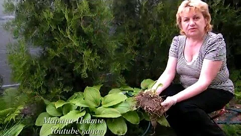 КОГДА САЖАТЬ ХОСТУ