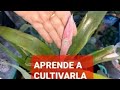 BROMELIA FIUSHA EXÓTICA 