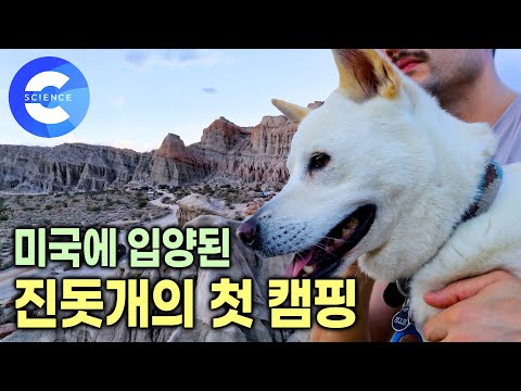 로스엔젤레스에 입양된 진돗개의 미국 생활기 🐕 | 대자연 속에서 1박2일 캠핑 | 우울증 치료에 도움을 준 진돗개 | 다큐프라임 | 더 도그