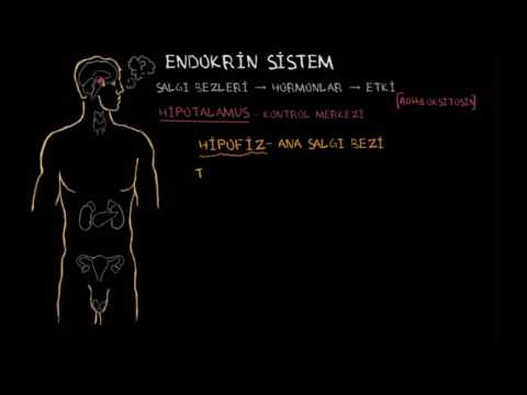 Endokrin Bezi ve Hormonlar (Sağlık ve Tıp) (Endokrin Sistemi)