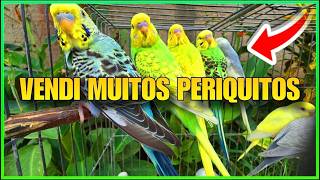 FUI NO PET SHOP VENDER PERIQUITOS