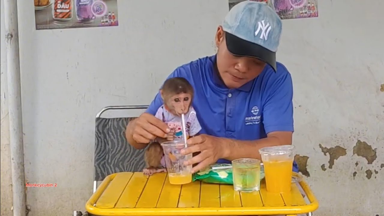 Baby Monkey Cubin and His Dad Drink Orange Juice at a Café – So Cute and Funny! 🐵❤️😂