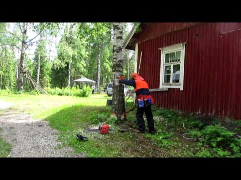 Video: Koivun Kuoren Kirjaimet? No, Kyllä Ne Ovat Karjan, Ei Koivun Kuorta! - Vaihtoehtoinen Näkymä