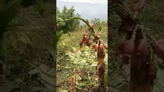 Thil mak lehs dangdai,Mizoram ngei a thleng.Lo en ngei ngei rawh