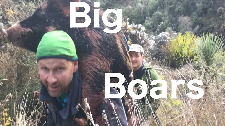 Pig hunting Nz (boar shot at bail