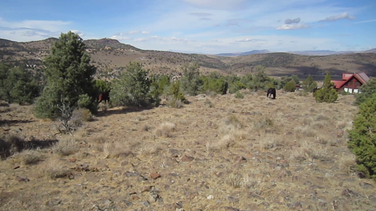 Virginia Range Mustangs Passing By