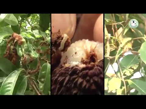 वीडियो: लीची में रोग के लक्षण: जानें लीची के पेड़ के सामान्य रोगों के बारे में