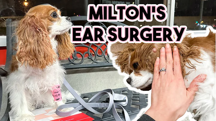 MY DOG GOT A MASS REMOVED FROM HER EAR // Milton's surgery
