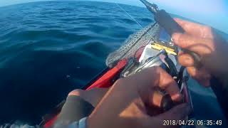 モンゴウイカ エギング 2018 0422 2