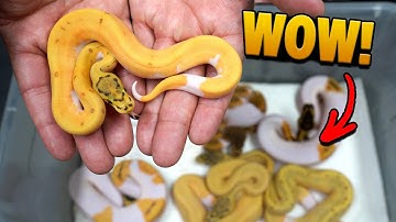 Hatching Orange and Green Snakes ! 