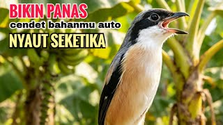 toet toet suara cendet gacor PAGI SIANG SORE sangat efektif buat Pancingan cendet diam agr cpt bunyi