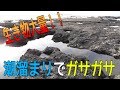 磯でガサガサ！潮溜まりに究極の軟体生物を発見した！