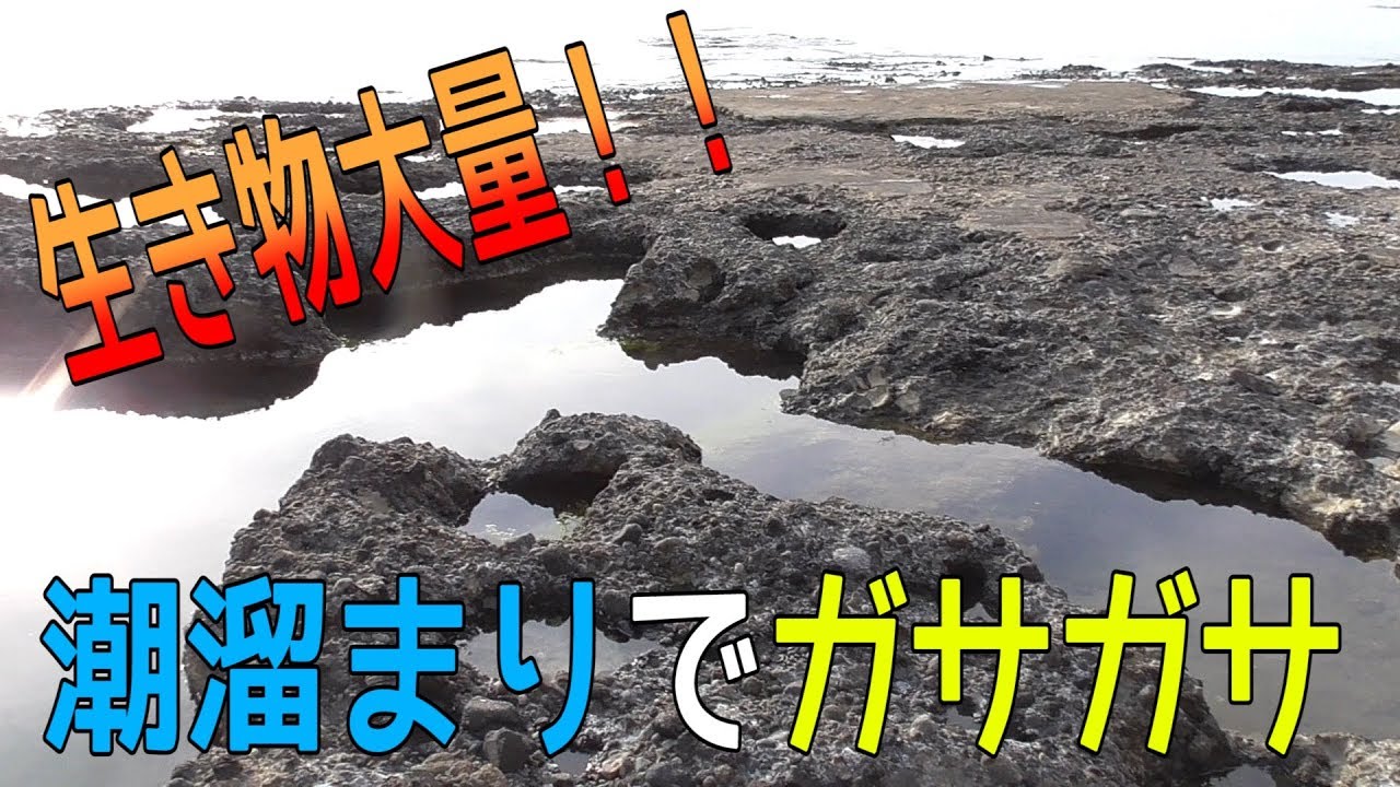 水槽の冷却クーラーを買いました テトラクールタワーcr1を他社のフィルターと接続 Youtube